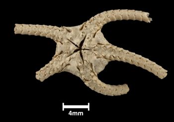 Media type: image;   Invertebrate Zoology OPH-660 Description: Bottom up view of single ophiuroid specimen with a scale bar.;  Aspect: ventral